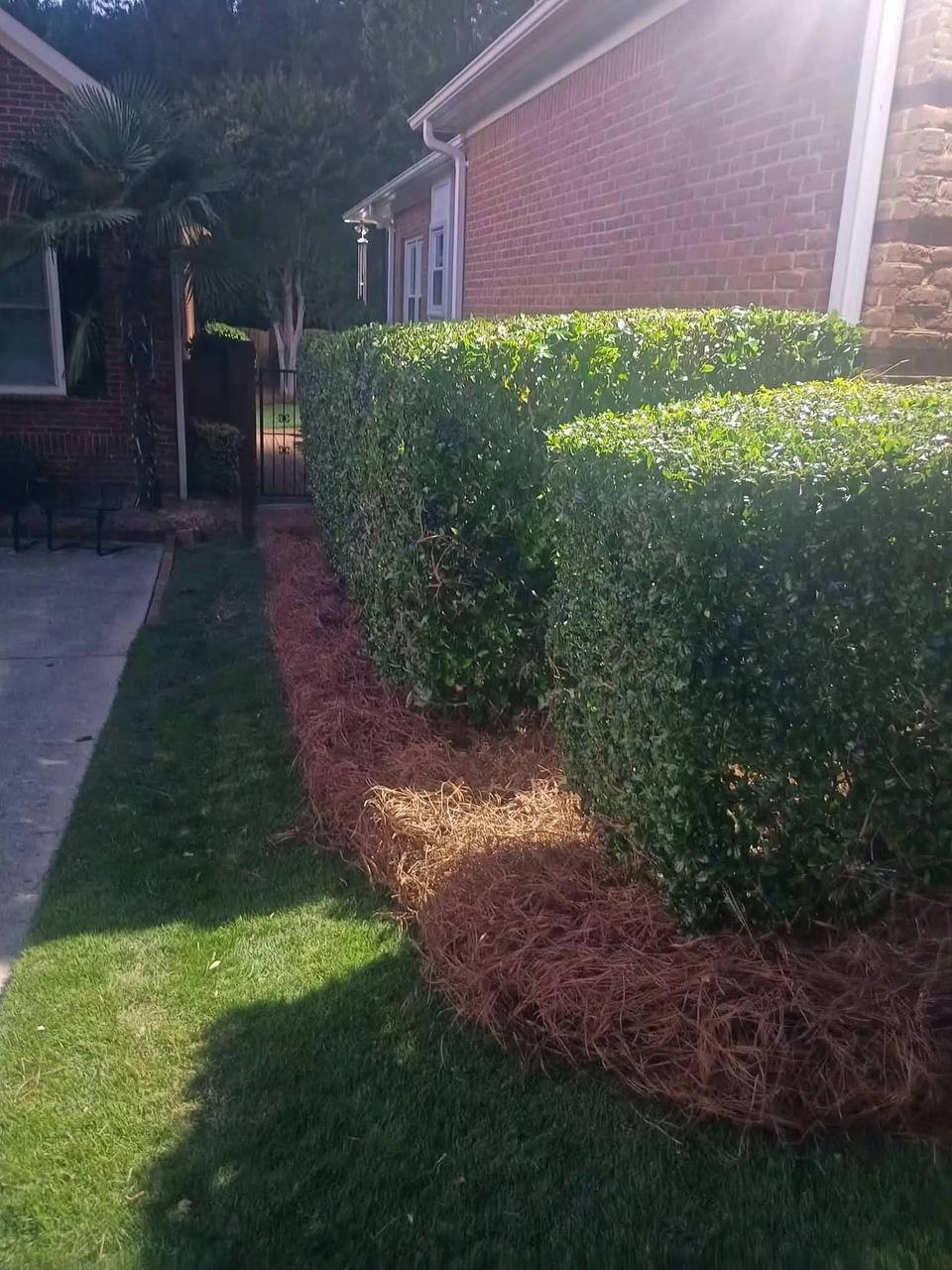 Manicured hedges at golden hour